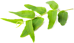 LemonEucalyptus